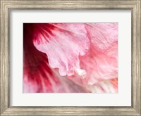 Framed Pennsylvania, Close-Up Of A Hibiscus Flower