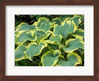 Framed Variegated Green And Yellow Hosta