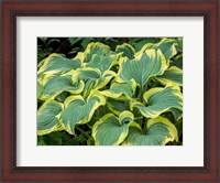 Framed Variegated Green And Yellow Hosta