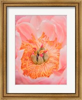 Framed Close-Up Of A Pink Peony