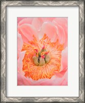 Framed Close-Up Of A Pink Peony