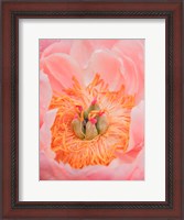 Framed Close-Up Of A Pink Peony