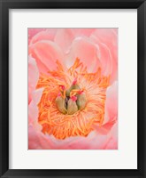 Framed Close-Up Of A Pink Peony