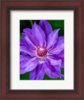Framed Close-Up Of A Clematis Blossom 2