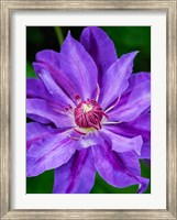 Framed Close-Up Of A Clematis Blossom 2