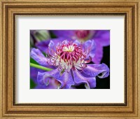 Framed Close-Up Of A Clematis Blossom