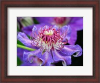 Framed Close-Up Of A Clematis Blossom