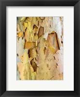 Framed Colorful Bark On A Tree In A Garden