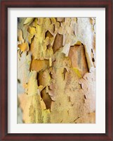 Framed Colorful Bark On A Tree In A Garden