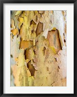Framed Colorful Bark On A Tree In A Garden