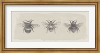 Framed Three Bees