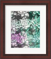 Framed Colored Succulents