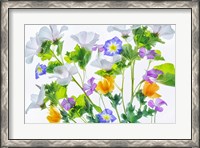 Framed Botanical VI