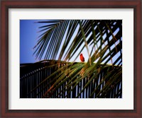 Framed Cardinal