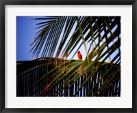 Framed Cardinal