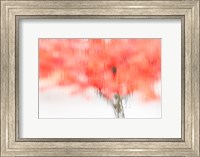 Framed Coral Window