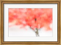 Framed Coral Window