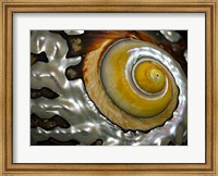 Framed Shell Spiral II