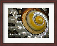 Framed Shell Spiral II