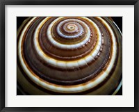 Framed Shell Spiral III