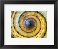 Framed Shell Spiral IV