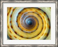 Framed Shell Spiral IV