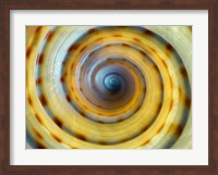 Framed Shell Spiral IV
