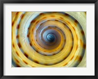 Framed Shell Spiral IV