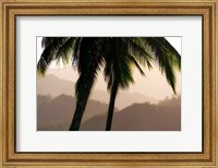 Framed Misty Palms