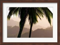Framed Misty Palms