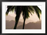 Framed Misty Palms