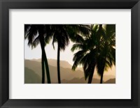 Framed Misty Palms II