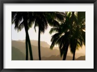 Framed Misty Palms II