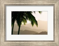 Framed Misty Palms III