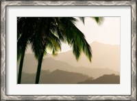 Framed Misty Palms III