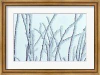 Framed Icy