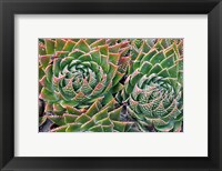 Framed Succulents