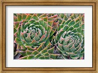 Framed Succulents