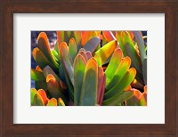 Framed Succulents II