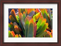 Framed Succulents II