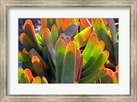 Framed Succulents II