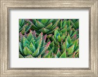 Framed Succulents III