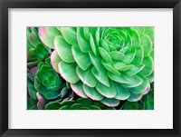 Framed Succulents IV