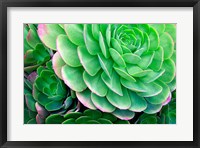 Framed Succulents IV