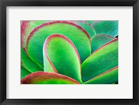 Framed Succulent V