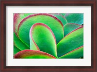 Framed Succulent V