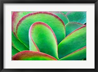 Framed Succulent V