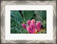 Framed Pink Cactus