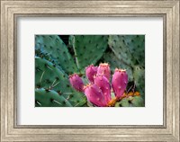 Framed Pink Cactus