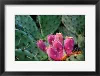 Framed Pink Cactus